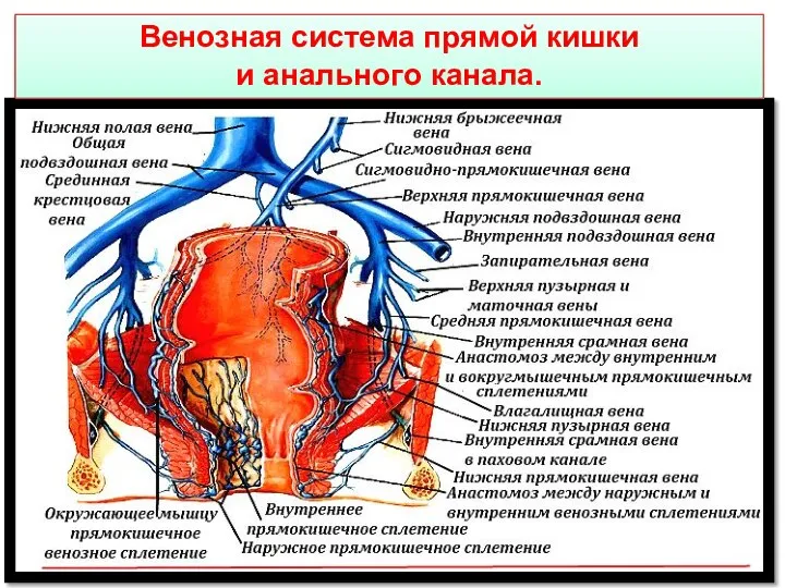 Венозная система прямой кишки и анального канала.