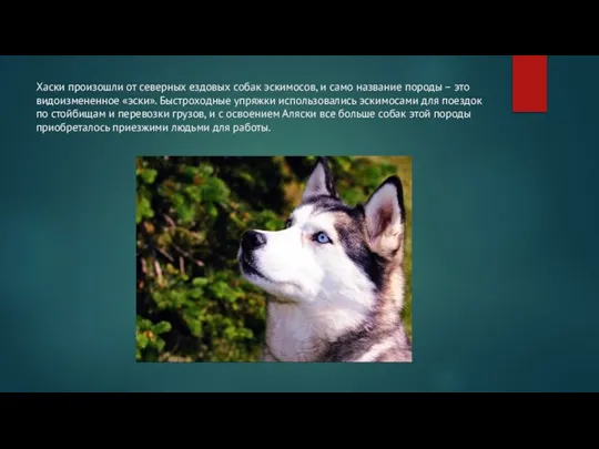 Хаски произошли от северных ездовых собак эскимосов, и само название породы –
