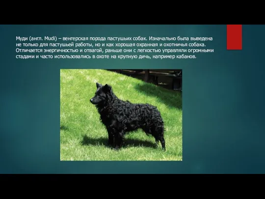 Муди (англ. Mudi) – венгерская порода пастушьих собак. Изначально была выведена не