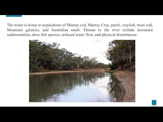 The water is home to populations of Murray cod, Murray Cray, perch,