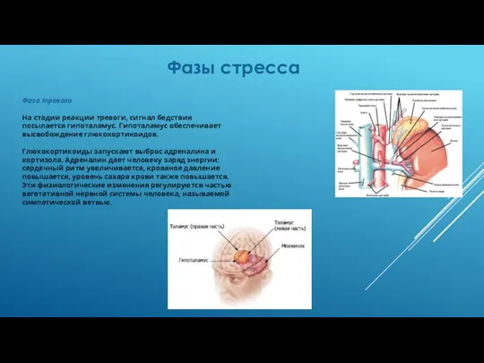 Фазы стресса Фаза тревоги На стадии реакции тревоги, сигнал бедствия посылается гипоталамус.