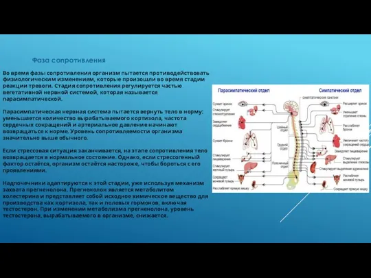 Фаза сопротивления Во время фазы сопротивления организм пытается противодействовать физиологическим изменениям, которые