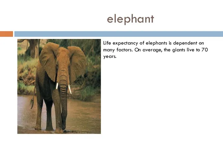 elephant Life expectancy of elephants is dependent on many factors. On average,