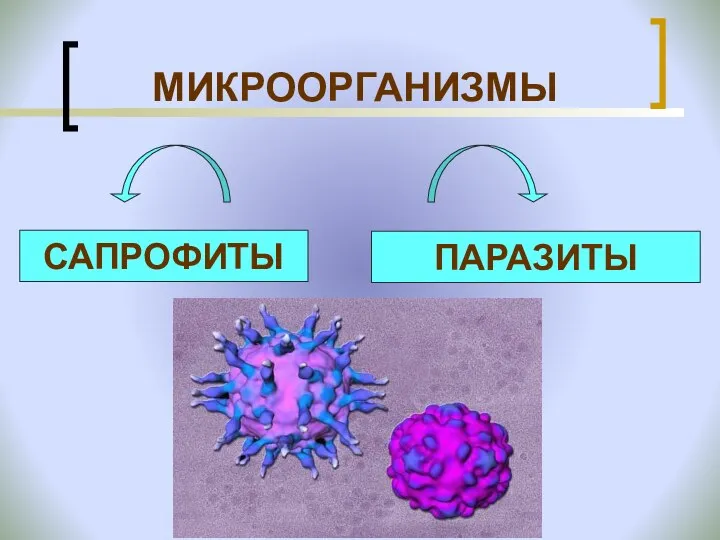 МИКРООРГАНИЗМЫ