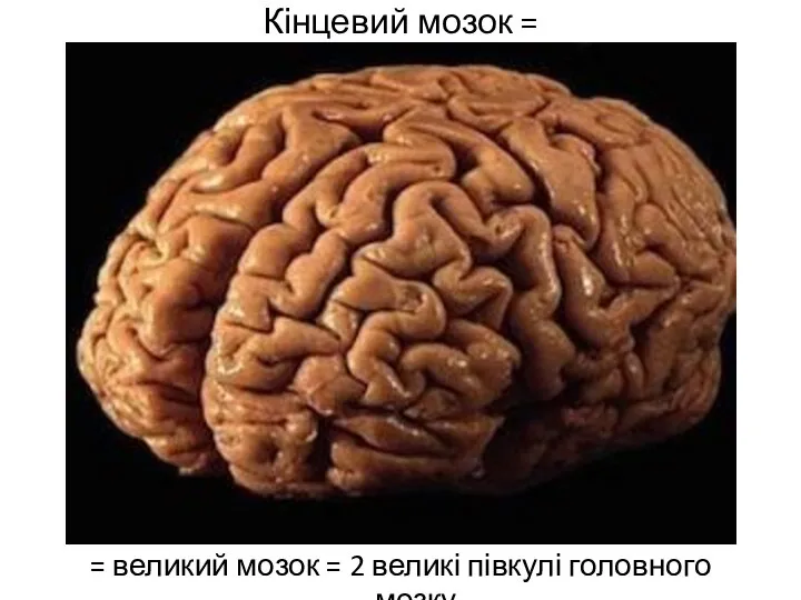 Кінцевий мозок = = великий мозок = 2 великі півкулі головного мозку