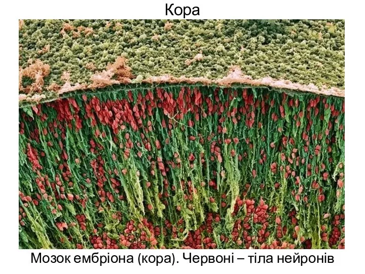 Кора Мозок ембріона (кора). Червоні – тіла нейронів
