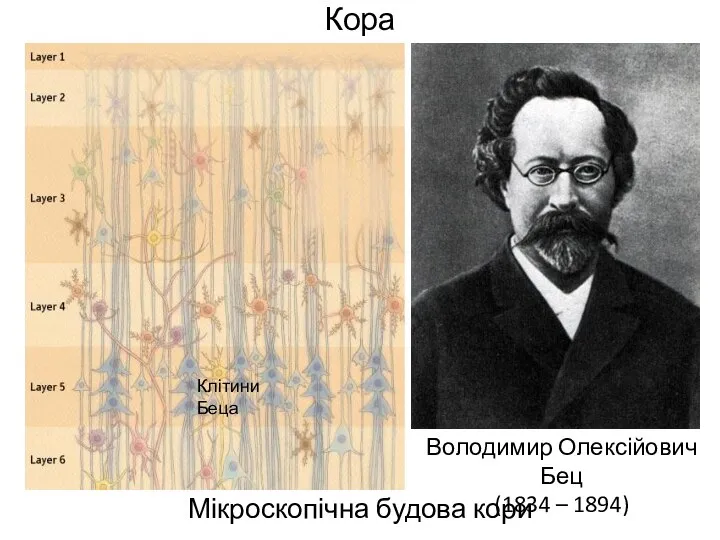 Кора Мікроскопічна будова кори Володимир Олексійович Бец (1834 – 1894) Клітини Беца