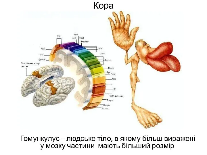 Кора Гомункулус – людське тіло, в якому більш виражені у мозку частини мають більший розмір