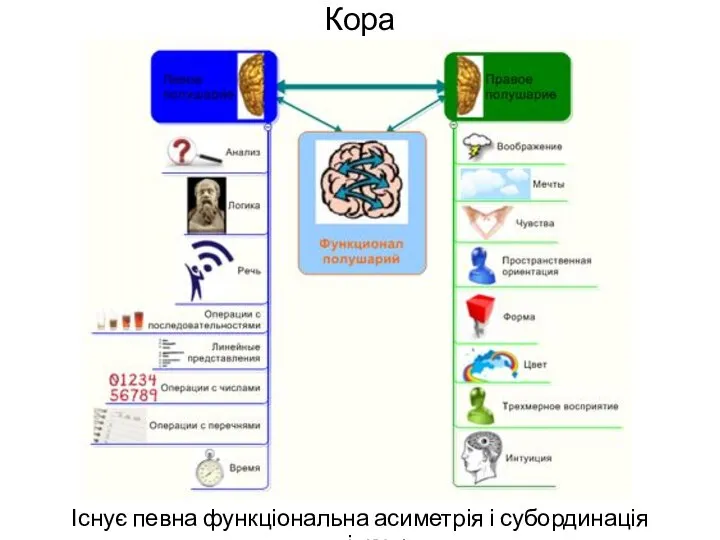 Кора Існує певна функціональна асиметрія і субординація півкуль