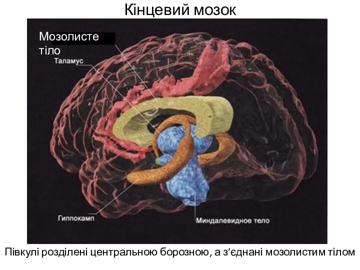 Кінцевий мозок Півкулі розділені центральною борозною, а з’єднані мозолистим тілом Мозолисте тіло