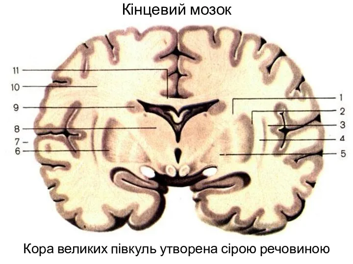 Кінцевий мозок Кора великих півкуль утворена сірою речовиною