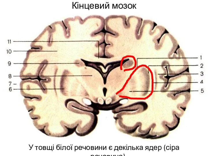 Кінцевий мозок У товщі білої речовини є декілька ядер (сіра речовина)