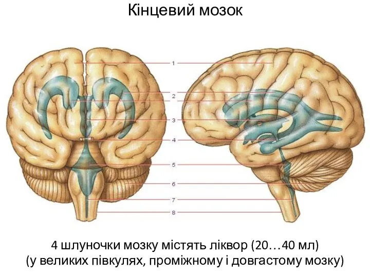Кінцевий мозок 4 шлуночки мозку містять ліквор (20…40 мл) (у великих півкулях, проміжному і довгастому мозку)