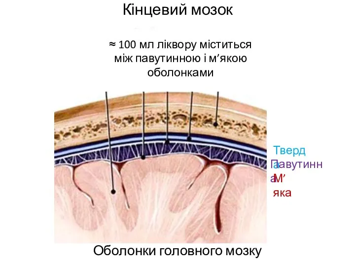 Кінцевий мозок Оболонки головного мозку Тверда Павутинна М’яка ≈ 100 мл ліквору