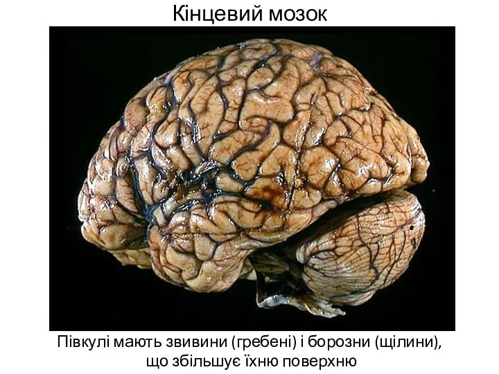 Кінцевий мозок Півкулі мають звивини (гребені) і борозни (щілини), що збільшує їхню поверхню