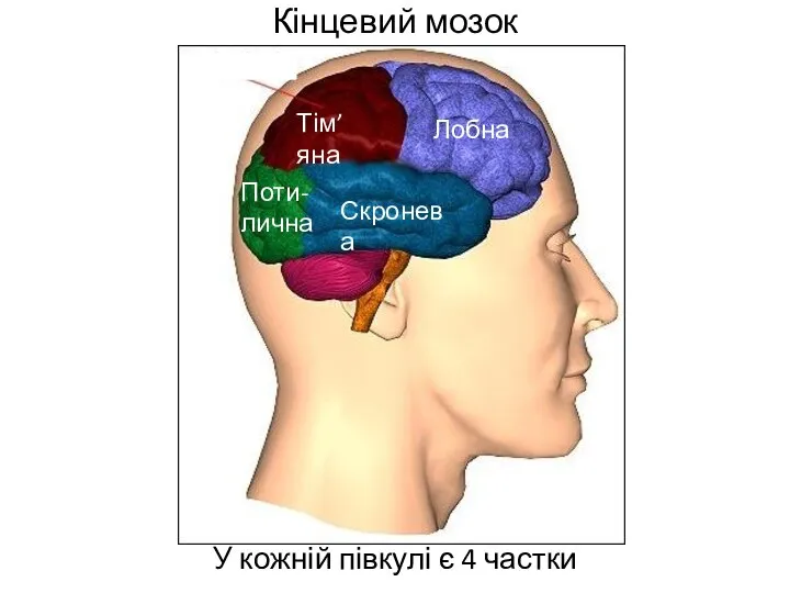 Кінцевий мозок У кожній півкулі є 4 частки Лобна Тім’яна Поти- лична Скронева