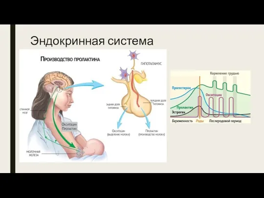 Эндокринная система