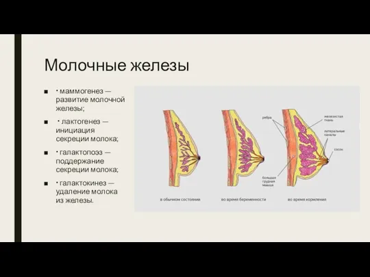 Молочные железы • маммогенез — развитие молочной железы; • лактогенез — инициация