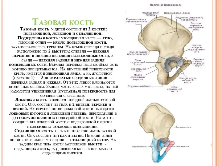 Тазовая кость Тазовая кость у детей состоит из 3 костей: подвздошной, лобковой