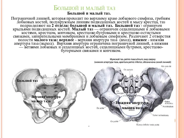 Большой и малый таз Большой и малый таз. Пограничной линией, которая проходит