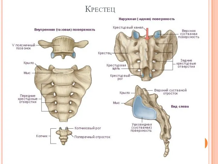 Крестец