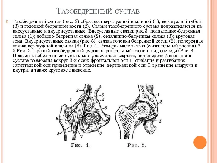 Тазобедренный сустав Тазобедренный сустав (рис. 2) образован вертлужной впадиной (1), вертлужной губой