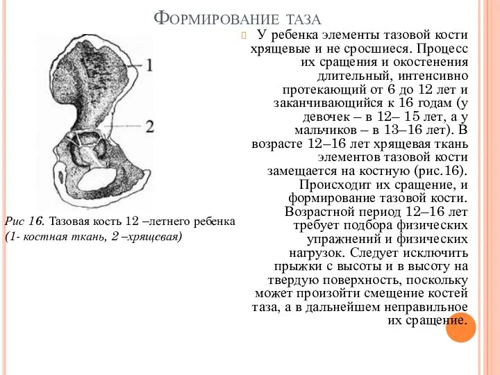 Формирование таза У ребенка элементы тазовой кости хрящевые и не сросшиеся. Процесс