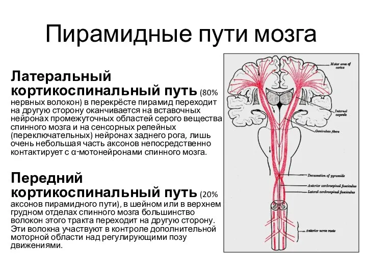 Пирамидные пути мозга Латеральный кортикоспинальный путь (80% нервных волокон) в перекрёсте пирамид