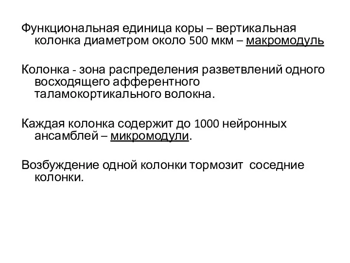 Функциональная единица коры – вертикальная колонка диаметром около 500 мкм – макромодуль