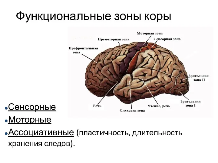 Сенсорные Моторные Ассоциативные (пластичность, длительность хранения следов). Функциональные зоны коры