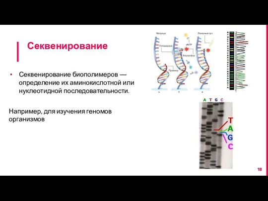 Секвенирование Секвенирование биополимеров — определение их аминокислотной или нуклеотидной последовательности. Например, для изучения геномов организмов