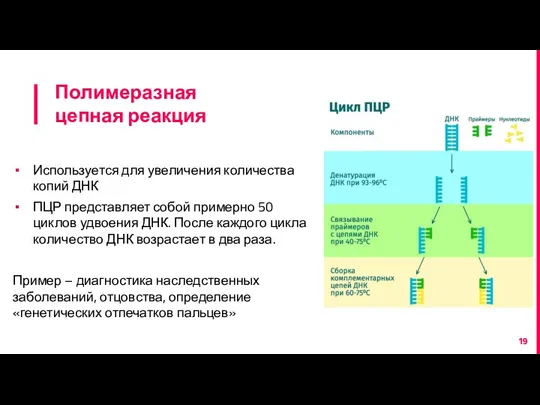 Полимеразная цепная реакция Используется для увеличения количества копий ДНК ПЦР представляет собой