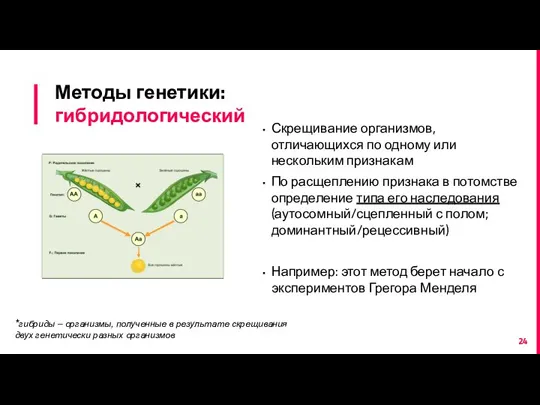 Методы генетики: гибридологический Скрещивание организмов, отличающихся по одному или нескольким признакам По