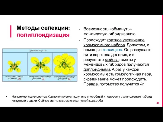 Методы селекции: полиплоидизация Возможность «обмануть» межвидовую гибридизацию Происходит кратное увеличение хромосомного набора.