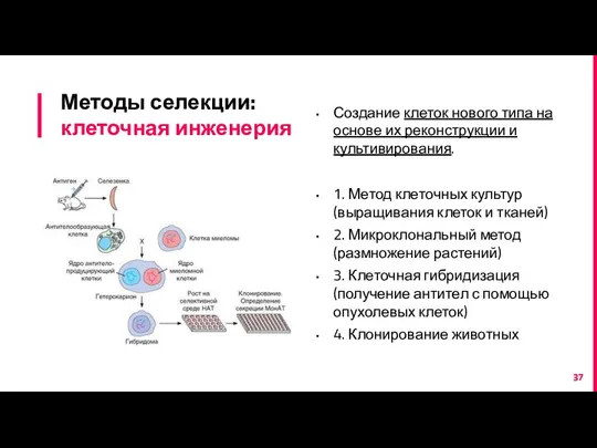 Методы селекции: клеточная инженерия Создание клеток нового типа на основе их реконструкции