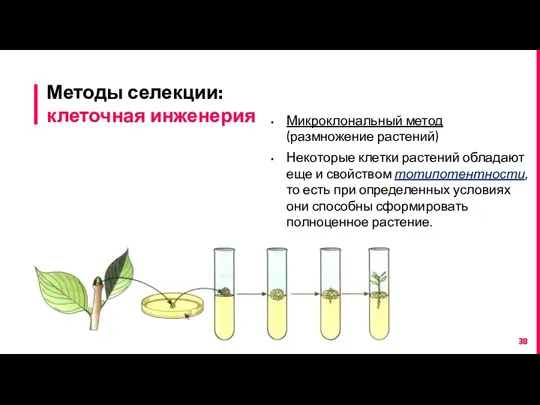 Методы селекции: клеточная инженерия Микроклональный метод (размножение растений) Некоторые клетки растений обладают