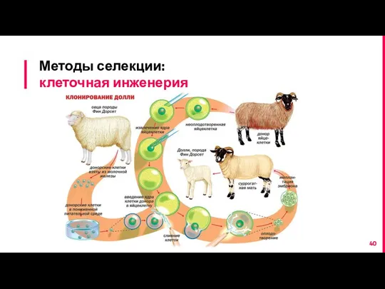 Методы селекции: клеточная инженерия