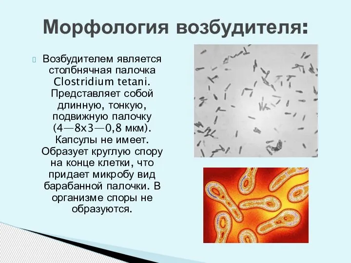 Возбудителем является столбнячная палочка Clostridium tetani. Представляет собой длинную, тонкую, подвижную палочку