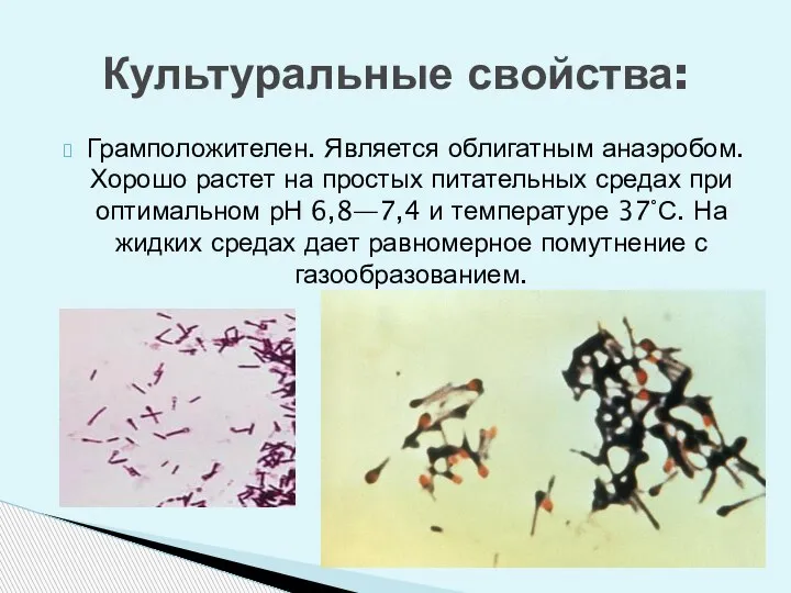 Грамположителен. Является облигатным анаэробом. Хорошо растет на простых питательных средах при оптимальном