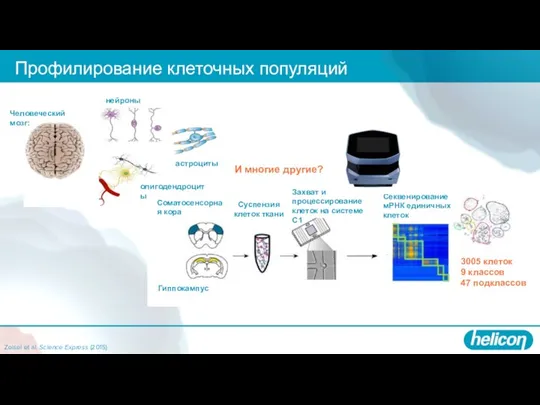 Профилирование клеточных популяций Zeisel et al. Science Express (2015) 3005 клеток 9