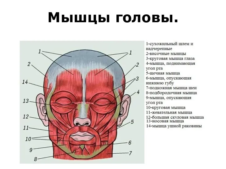 Мышцы головы.