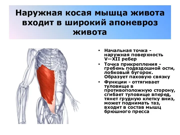 Наружная косая мышца живота входит в широкий апоневроз живота Начальная точка -