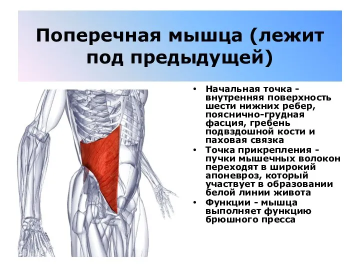 Поперечная мышца (лежит под предыдущей) Начальная точка - внутренняя поверхность шести нижних