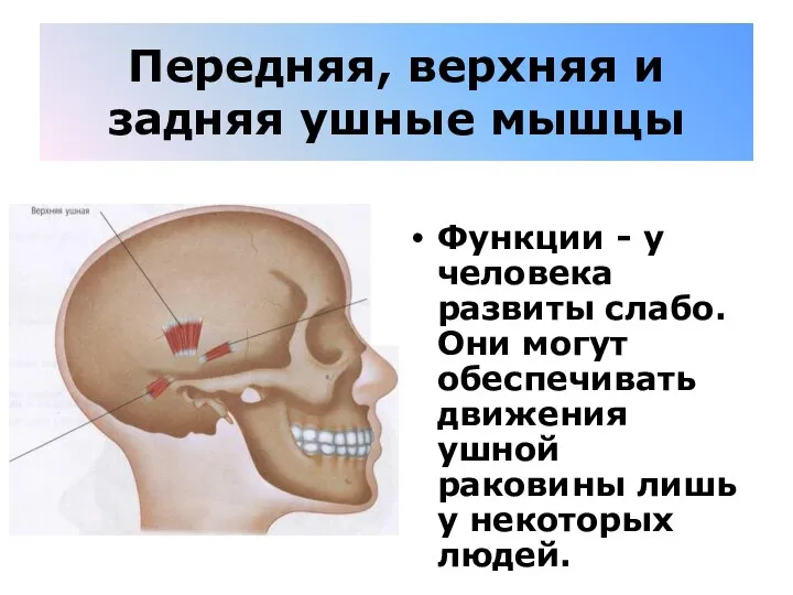 Передняя, верхняя и задняя ушные мышцы Функции - у человека развиты слабо.