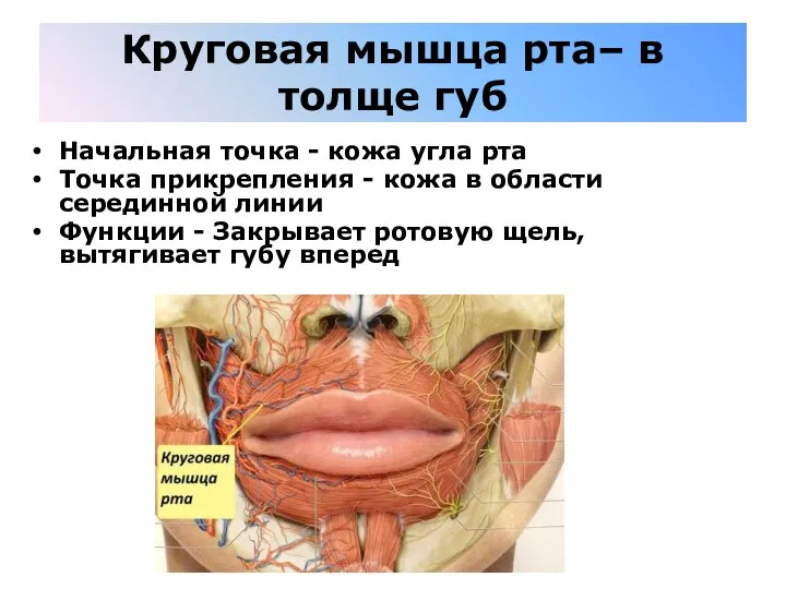 Круговая мышца рта– в толще губ Начальная точка - кожа угла рта