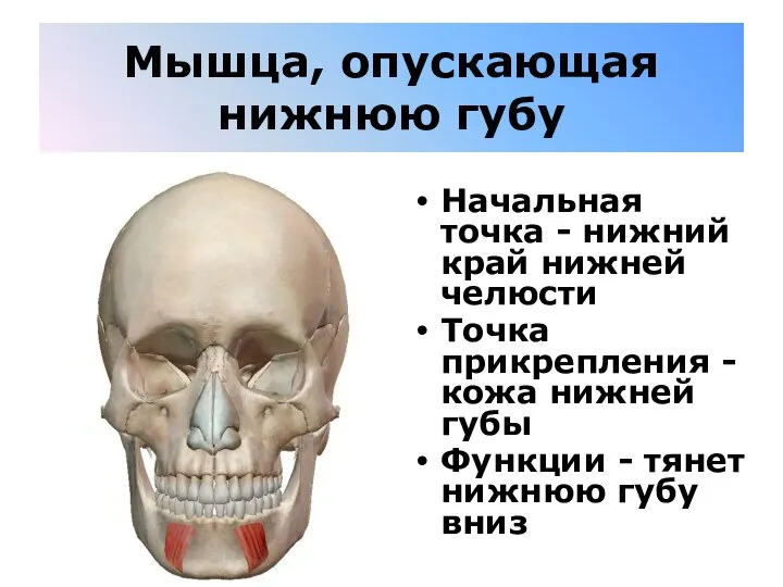 Мышца, опускающая нижнюю губу Начальная точка - нижний край нижней челюсти Точка