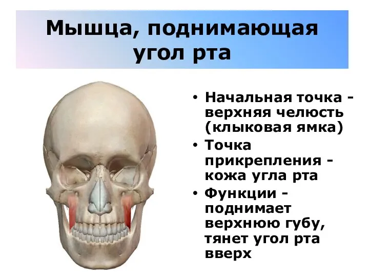 Мышца, поднимающая угол рта Начальная точка - верхняя челюсть (клыковая ямка) Точка