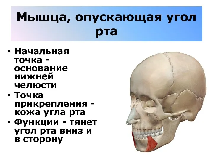 Мышца, опускающая угол рта Начальная точка - основание нижней челюсти Точка прикрепления