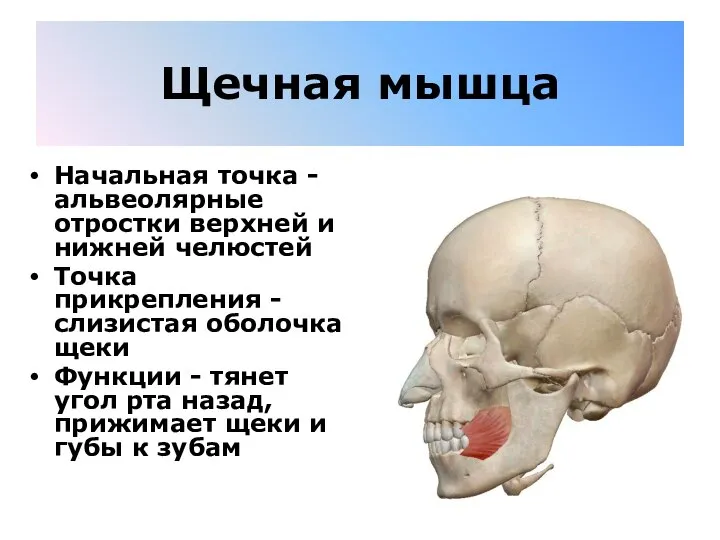 Щечная мышца Начальная точка - альвеолярные отростки верхней и нижней челюстей Точка