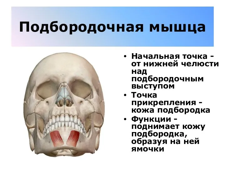 Подбородочная мышца Начальная точка - от нижней челюсти над подбородочным выступом Точка